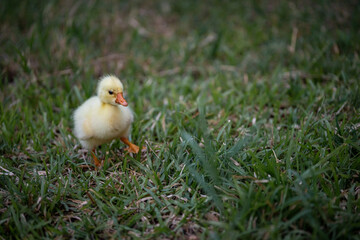 Young Chinese goose searching food on the grass.
