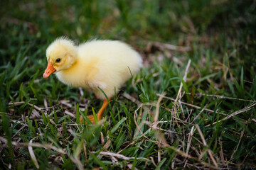Young Chinese goose searching food on the grass.