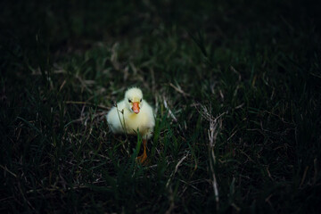 Young Chinese goose searching food on the grass.