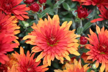 Orange Mum Flower, U of A Botanic Gardens, Devon, Alberta
