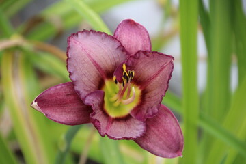 Fototapeta na wymiar Lily In Bloom, U of A Botanic Gardens, Devon, Alberta