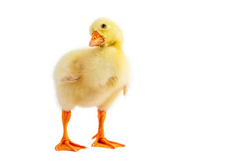 Yellow gosling on white background,Cute little newborn yellow fluffy gosling.