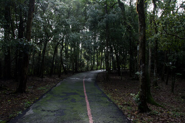 Fototapeta na wymiar alley in the park in Nova Petrópolis , Rio Grande do Sul 