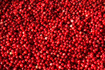 Texture of ripe red berries lingonberry