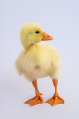 Yellow gosling on white background,Cute little newborn yellow fluffy gosling.