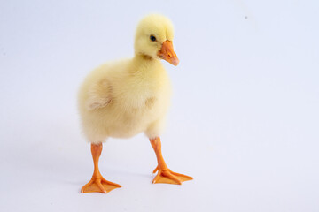 Yellow gosling on white background,Cute little newborn yellow fluffy gosling.