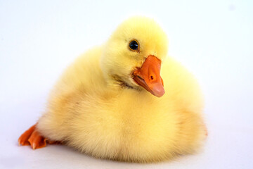 Yellow gosling on white background,Cute little newborn yellow fluffy gosling.