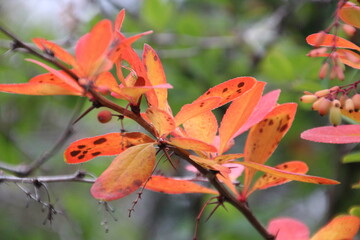 First Colours Of Autumn, U of A Botanic Gardens, Devon, Alberta