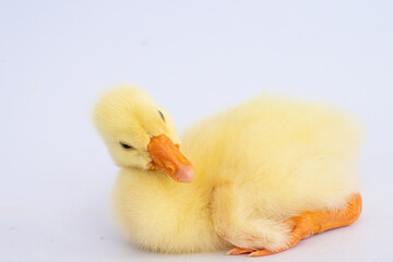 Yellow gosling on white background,Cute little newborn yellow fluffy gosling.