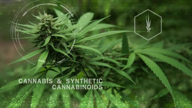 Ripe blooming female marijuana (cannabis) in flowering period and leaves growing in outdoor fields. with visual effect of cannabis chemical