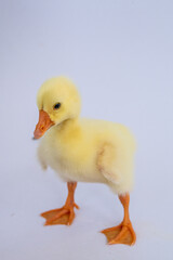 Yellow gosling on white background,Cute little newborn yellow fluffy gosling.