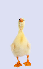 Yellow gosling on white background,Cute little newborn yellow fluffy gosling.