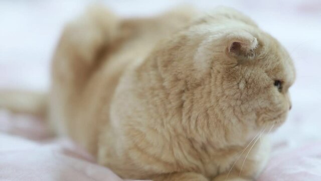 ベッドでくつろぐネコ⑳