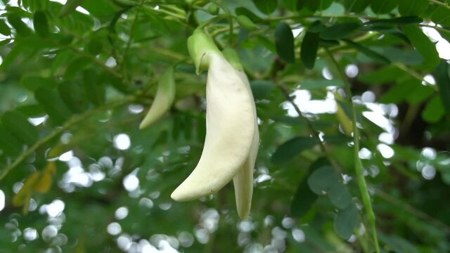White agasta flowers on tree. (Sesbania grandiflora)