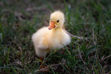 Young Chinese goose searching food on the grass.