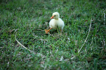 Young Chinese goose searching food on the grass.