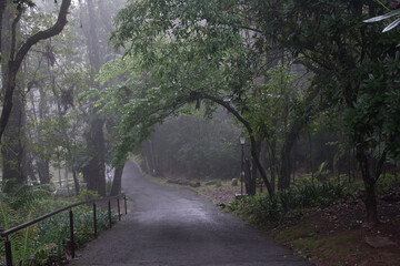 footpath in the woods in Nova Petrópolis , Rio Grande do Sul 