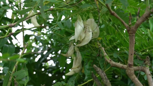 White agasta flowers on tree. (Sesbania grandiflora)