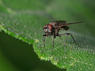 Housefly on plant leaf, Stubenfliege auf Pflanzenblatt (Musca domestica)