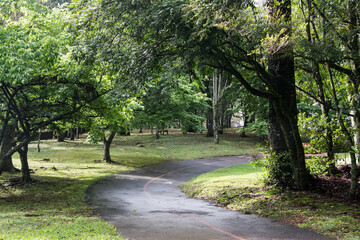 Fototapeta na wymiar path in the park in Nova Petropolis , Rio Grande do Sul 