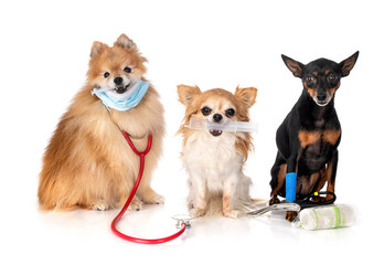 pinscher, chihuahua and spitz in studio