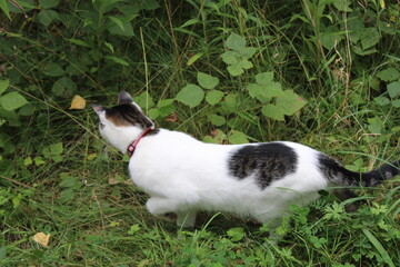 Cat in a forest field