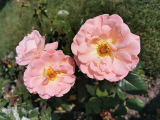 Pink rose flower. Bright and fluffy flowers on a green background. Garden, park, nature.