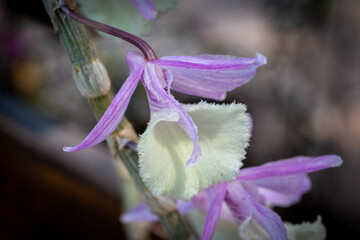 Organically grown orchids in a home garden