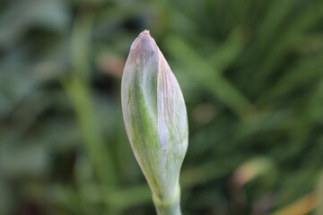 Pre-blooming Flower