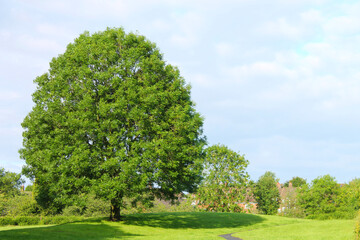scenic view of a large Ash tree in a Lancashire park with blue sky and white clouds in the background - 378043027