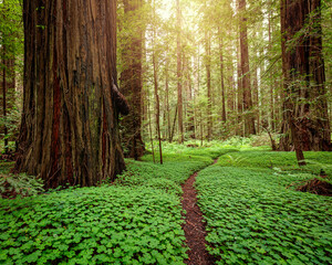 Redwood Forest at Sunrise. Northern California, USA.
