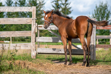 Beautiful foal in the farm yard