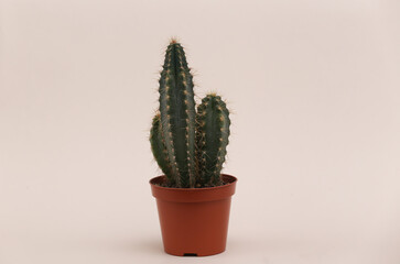 Cactus in a pot on a beige background