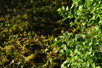 wet green leaves japanese spirea