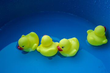 a yellow ducklings in a basin in the water