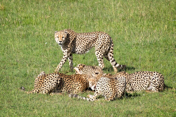 Cheetah (Acinonyx jubatus), five males finishing off a small Topi prey, Maasai Mara, Kenya.