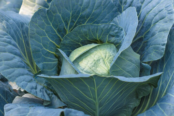 White cabbage in the garden close-up. Side view. Cabbage green leaf texture.