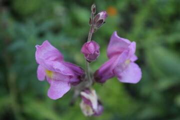 Obraz premium Purple Flower Close-Up