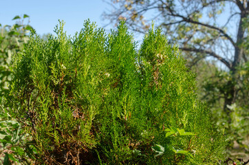 green grass in the wind