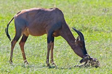 Topi (Damaliscus lunatus), mother with newborn calf. Maasai Mara, Kenya.