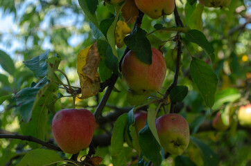 green apples and pears