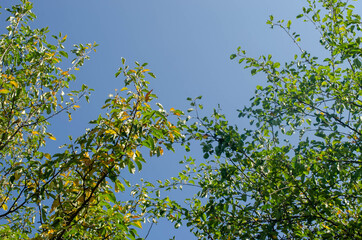Yellow autumn leaves on a tree in the garden.