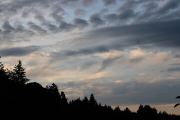 clouds over forest