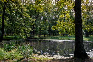 natural pond surrounded by green trees and grass in sunny summer weather