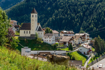 Fototapeta na wymiar A cow grazes with the village of Curon Venosta (Graun) in the background, South Tyrol, Italy