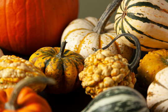photo of a variety of pumpkins, squashes and gourds randomly spread over black background. An ideal image for fall harvest, halloween, thanks giving themes.