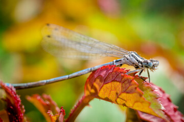 dragonfly