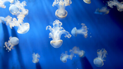 little jellyfish, swimming in the sea