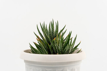 Succulent houseplant Haworthia in a pot	