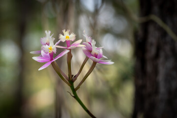 Organically grown orchids in a home garden